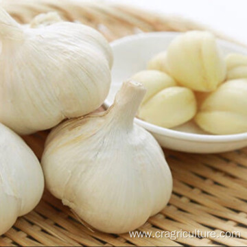 Factory Best Peeled Garlic Cloves Price